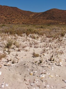 Oysters, Flowers, Desert