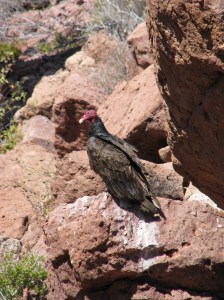 Hungry Vulture Lookin' at Me