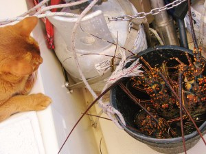 Makani Guarding the Booty...