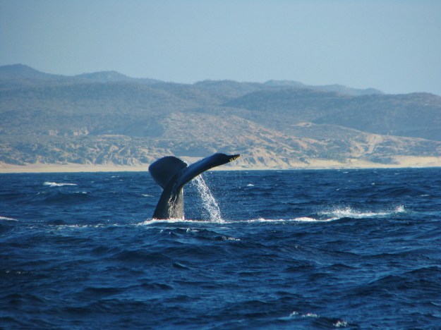 Frailes to Cabo San Lucas