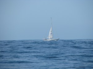 Tiger Beetle Passing Willow to Starboard...